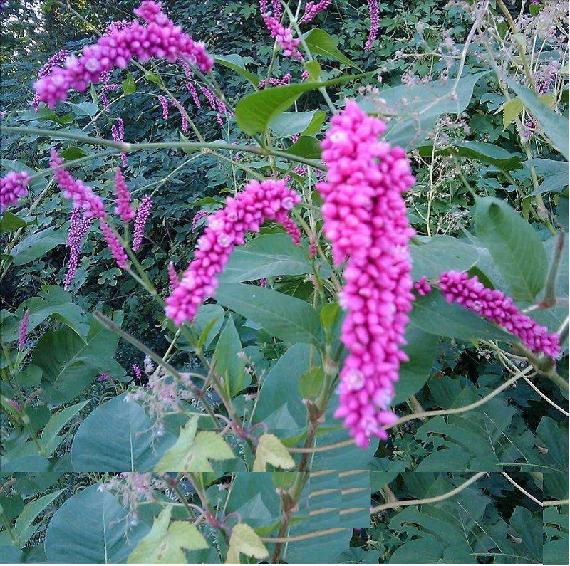 水红花草种子直 批发药材销蓼实子当年新采水荭草子红蓼 庭院园林
