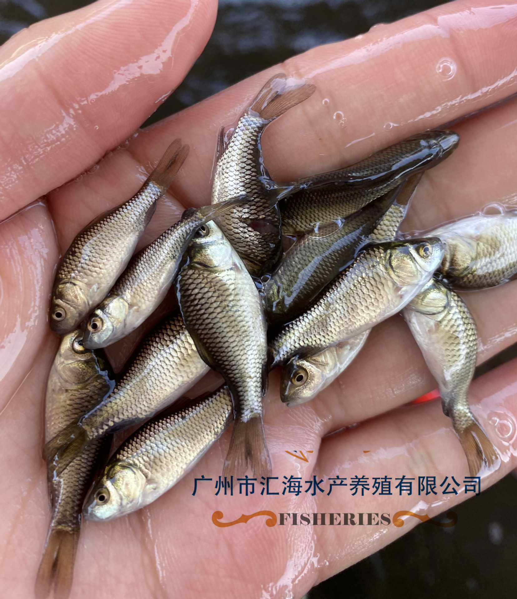 湘云鲫鱼苗基地直供 正宗湘云鲫鱼苗 3-4cm工程鲫鱼苗 全国运输