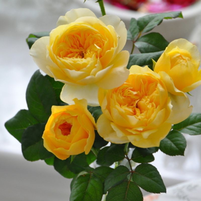 花之趣【圣女贞德 】月季 黄色碗状花型 欧月经典切花
