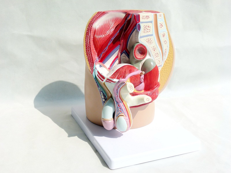 男性生殖泌尿系统男科盆腔结构模型前列腺解剖医学教学培训教具