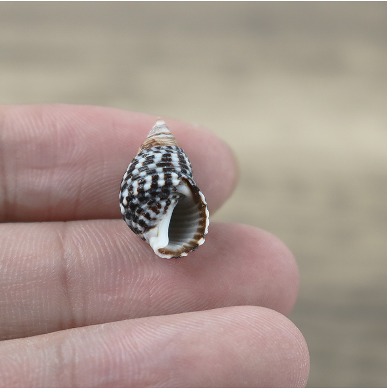 芝麻螺500克 小海螺 创意diy手工材料漂流瓶贝壳画配件厂家批发