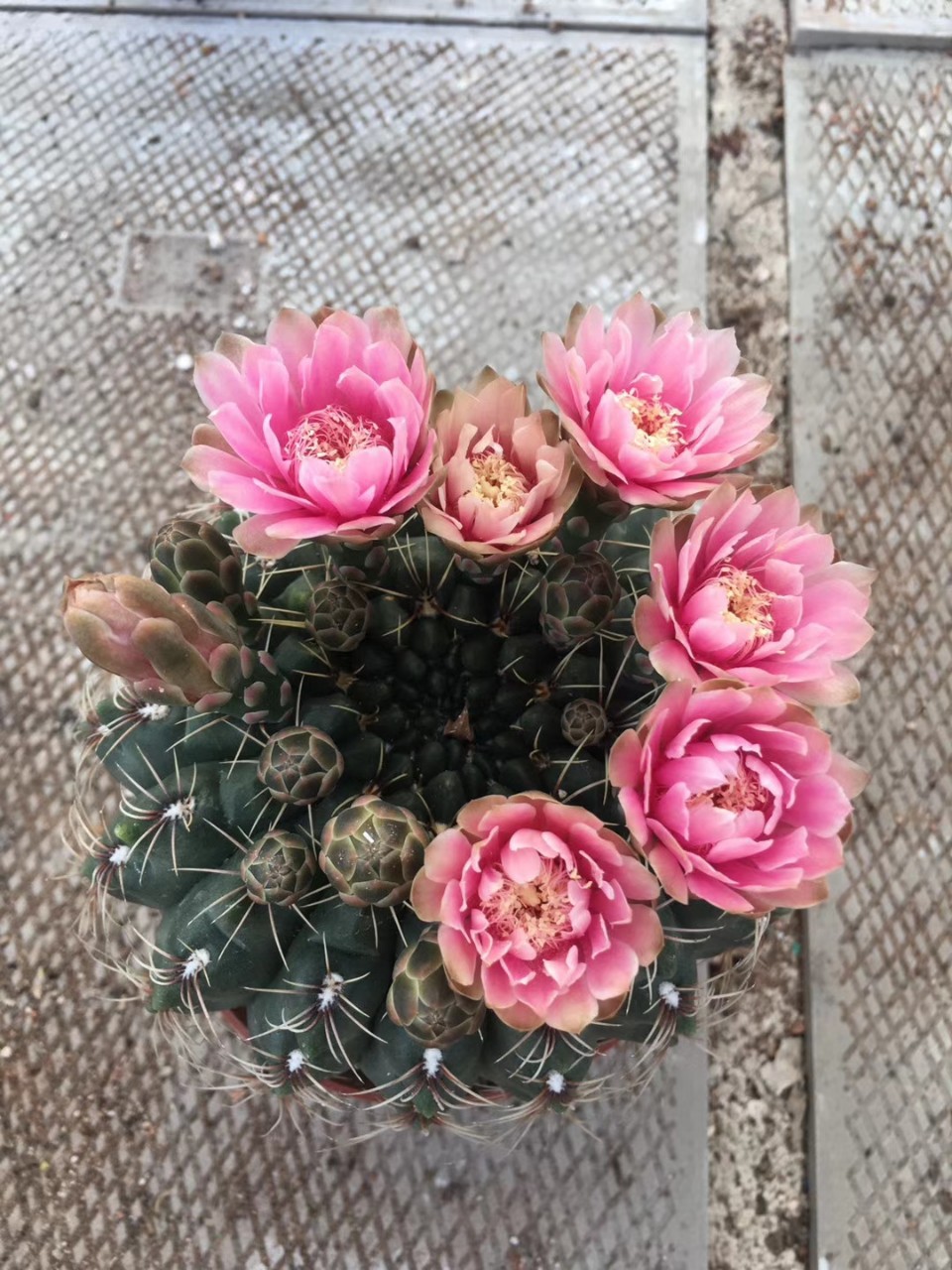 菲花玉35-40装开红花的仙人球实生8cm多肉植物批发多肉组合自产