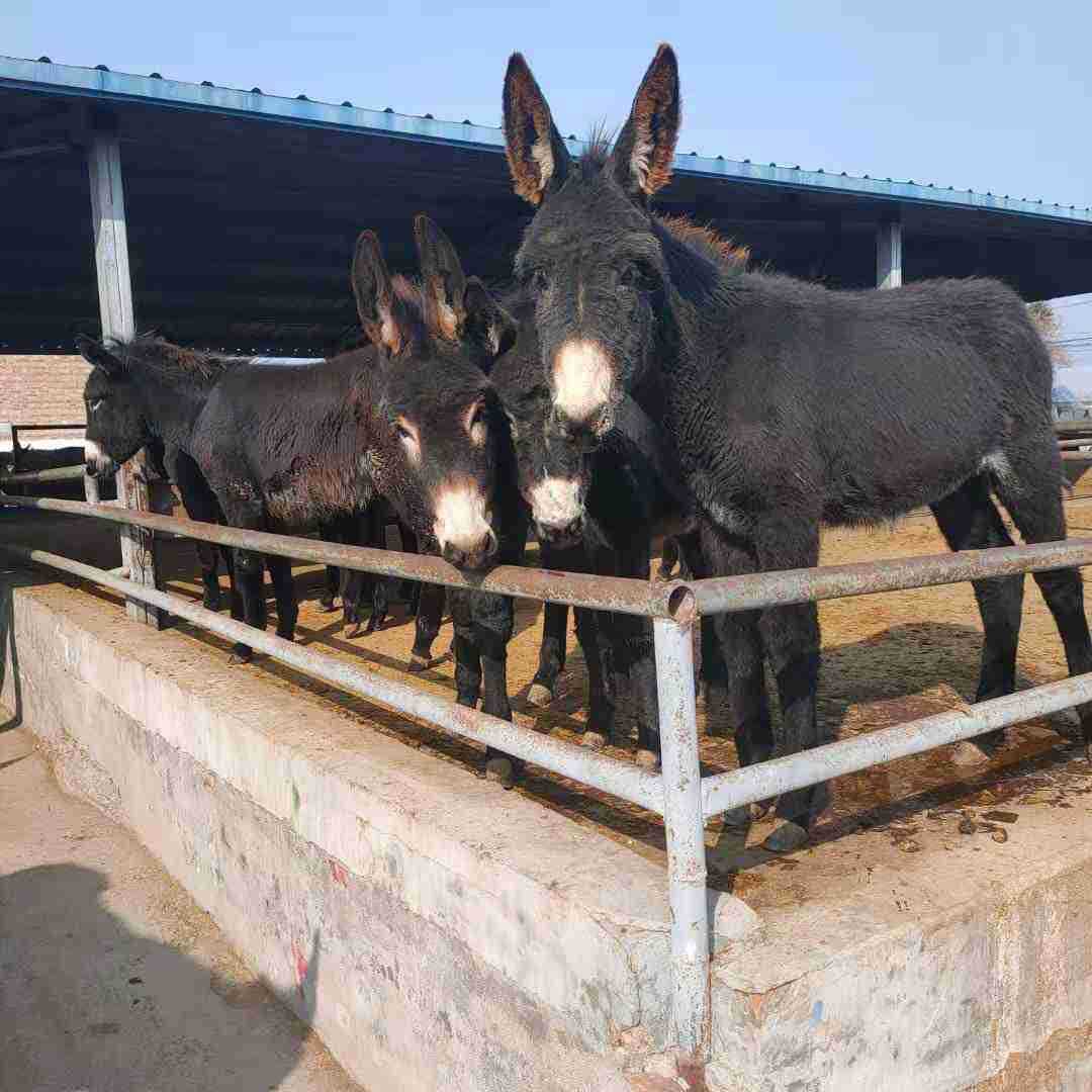 哪有德州驴卖多少钱一头 黑驴养殖 出售德州驴黑驴价格 批发供应