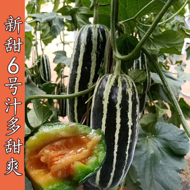 甜瓜种子芝麻蜜甜瓜薄皮甜度高糖博洋9号新甜6号金洋