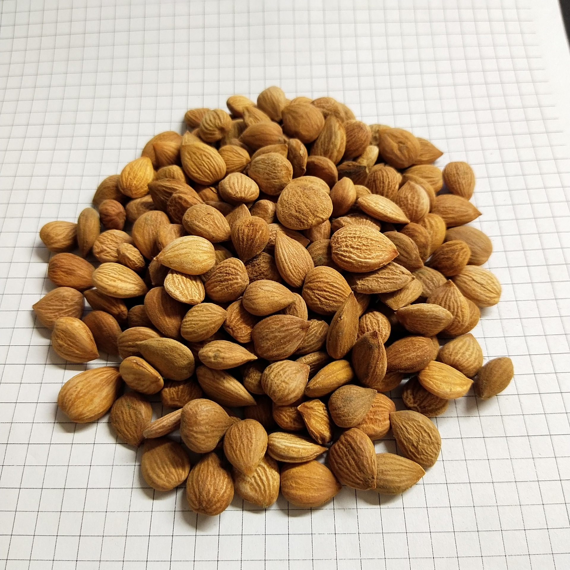 杏仁xingren山西长治38元每公斤包邮 苦杏仁 甜杏仁 去皮杏仁