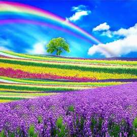 满钻 薰衣草彩虹  钻石画厂家直销