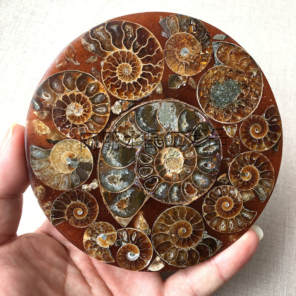 马达加斯加 海螺化石鹦鹉螺圆盘家居标本摆件能力石装饰批发跨境