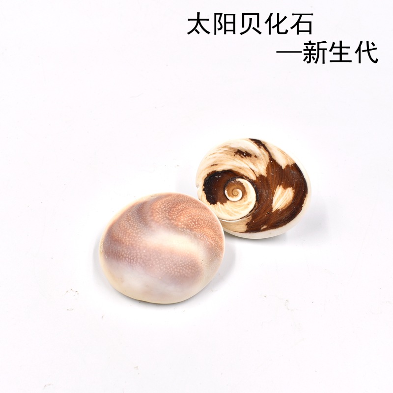 新生代太阳贝亚化石嵘螺口盖马达加斯加贝壳化石教学科普标本