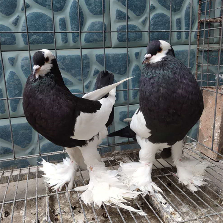 黑色眼睛球鸽子图片 球胸鸽子有几个颜色 黄眼睛球鸽子价格