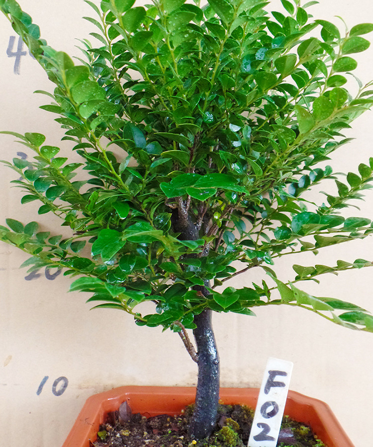 包邮小叶紫檀盆景室内绿植办公室植物紫檀树苗四季常青美观防幅射