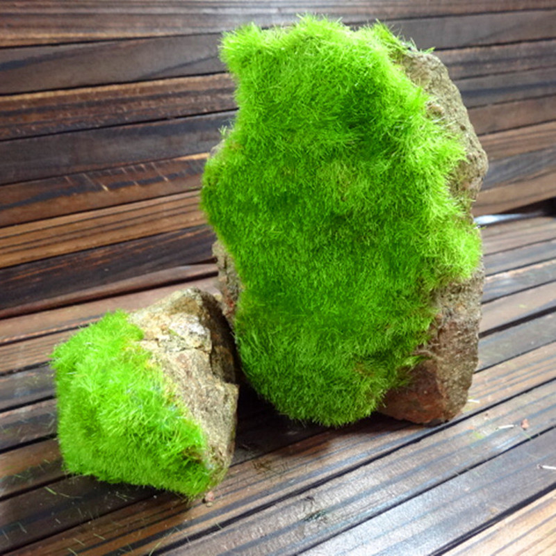 苔藓微景观假山盆栽铺面植物青苔diy材料室内绿植草场景装饰假草