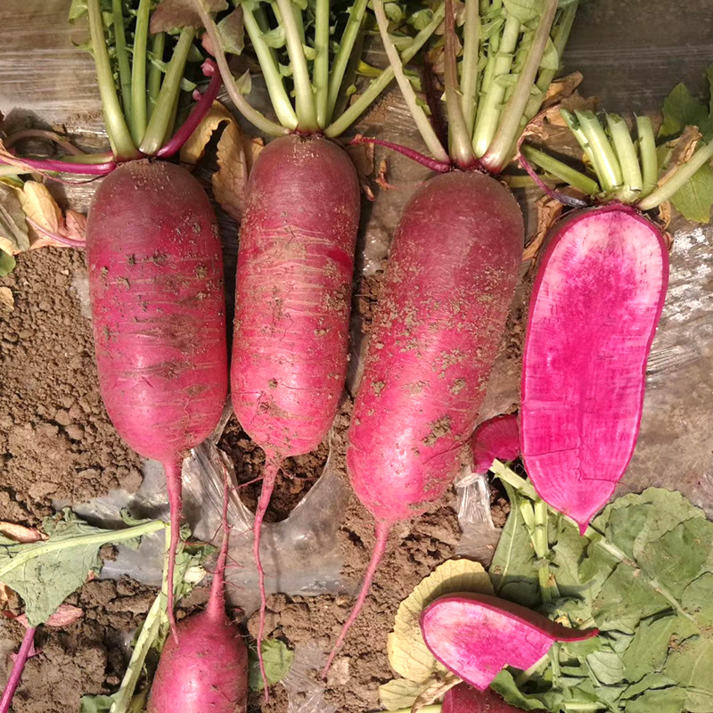 凤梨水果萝卜种子籽种孑紫妃紫美玉红皮水果胭脂萝卜春季秋季蔬菜