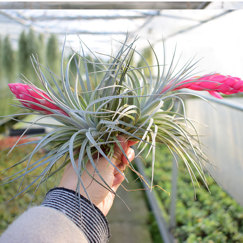 空气凤梨厂家直销休斯顿基地货源