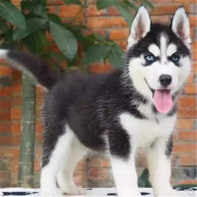 出售哈士奇幼犬活体纯种蓝眼三把火雪橇犬二哈幼犬宠物犬活体幼崽