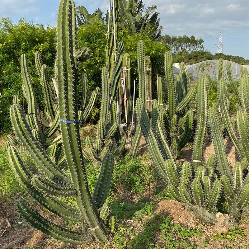 朝雾阁 盆栽植物 仙人掌科 cactaceae 新绿柱属 stenocereus 批发