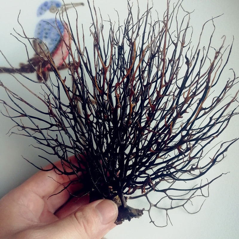 a 有称斤-diy菲律宾 海铁树黑珊瑚草贝壳海螺 鱼缸瓶微景观装饰