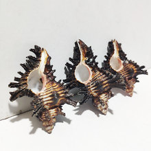 天然海螺贝壳黑玫瑰千手螺褐棘螺菊花骨螺鱼缸造景地台摄影稀有品
