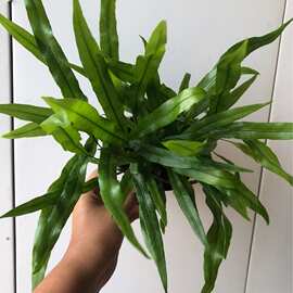 新品 袋鼠蕨 和蓝星水龙骨蕨一样好养 室内观叶植物盆栽绿植