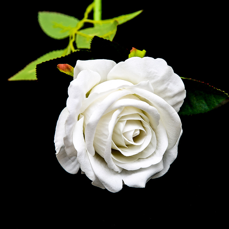 sku-12-白色玫瑰【一支】.jpg