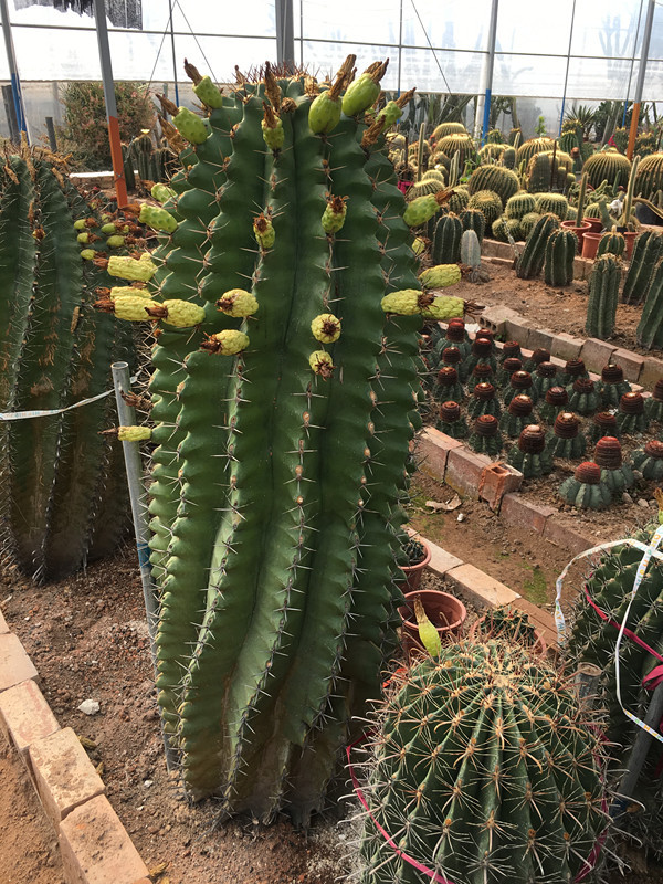 常年开花仙人球巨鹫玉于钩刺沙生植物苗木基地大型造景沙生植物