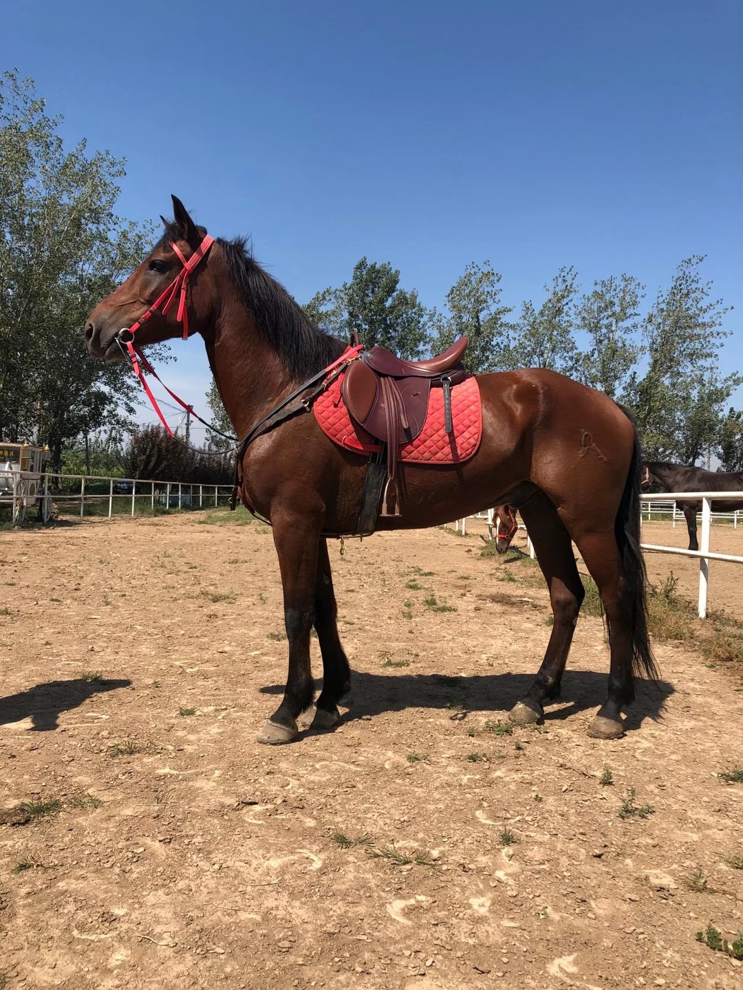 一匹成年训练好的半血马肩高多少 婚庆马价格 河南郑州马术俱乐部