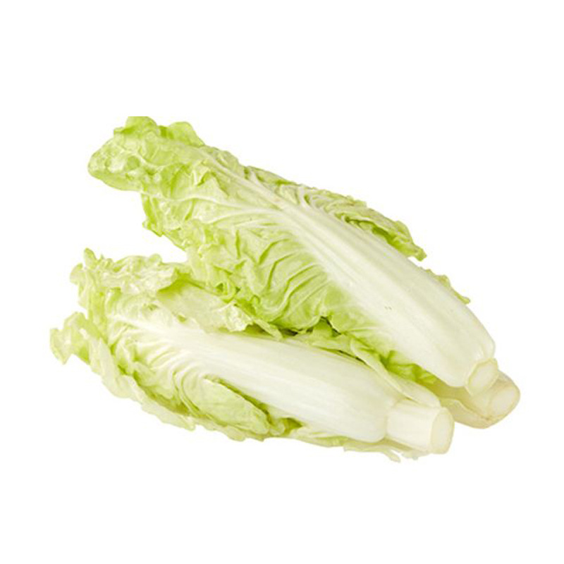 宝宝菜种子快菜娃娃菜早熟甜嫩耐热春季银丝王四季结球小白菜种籽