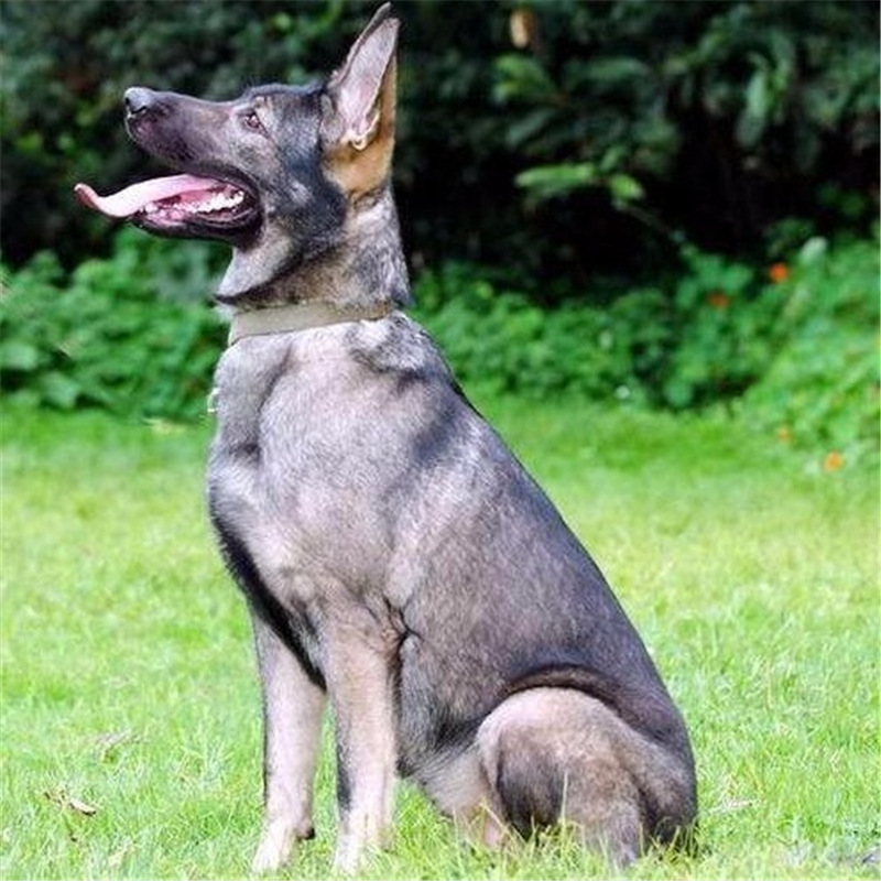 出售狼青幼犬纯种狼青幼犬中华狼青犬看家护院犬狼青幼犬养殖服务