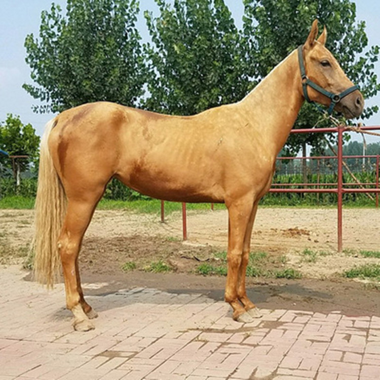 什么品种马适合跑耐力赛汗血马纯血马活马马匹出售景区