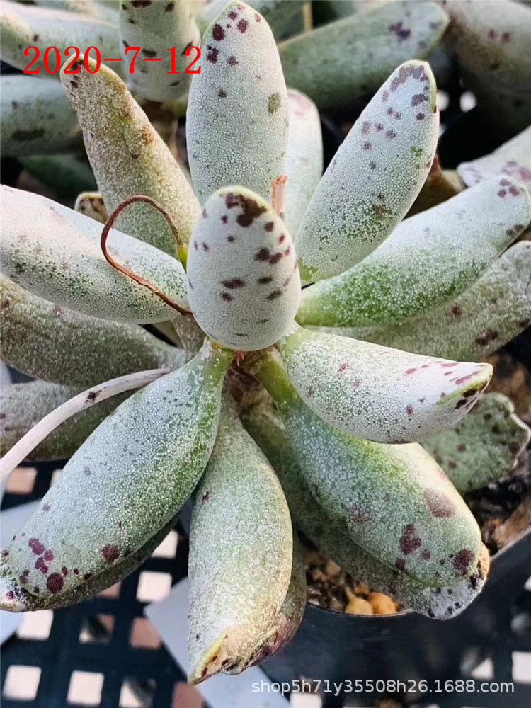 010多肉植物基地批发 精养玛丽安水泡6.5cm盆萝卜根多肉品种特价