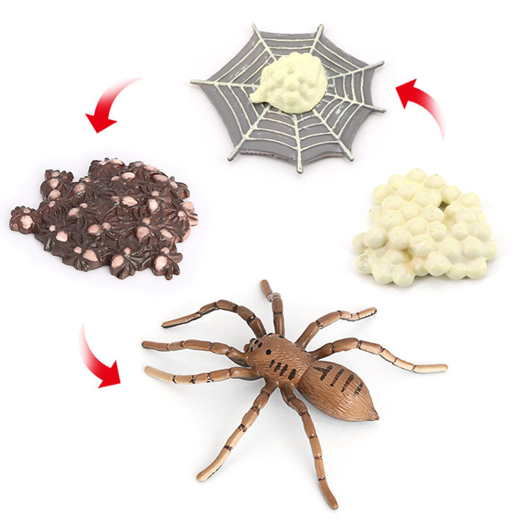 跨境新款动物生长周期种子青蛙瓢虫蜘蛛成长过程仿真模型儿童玩具