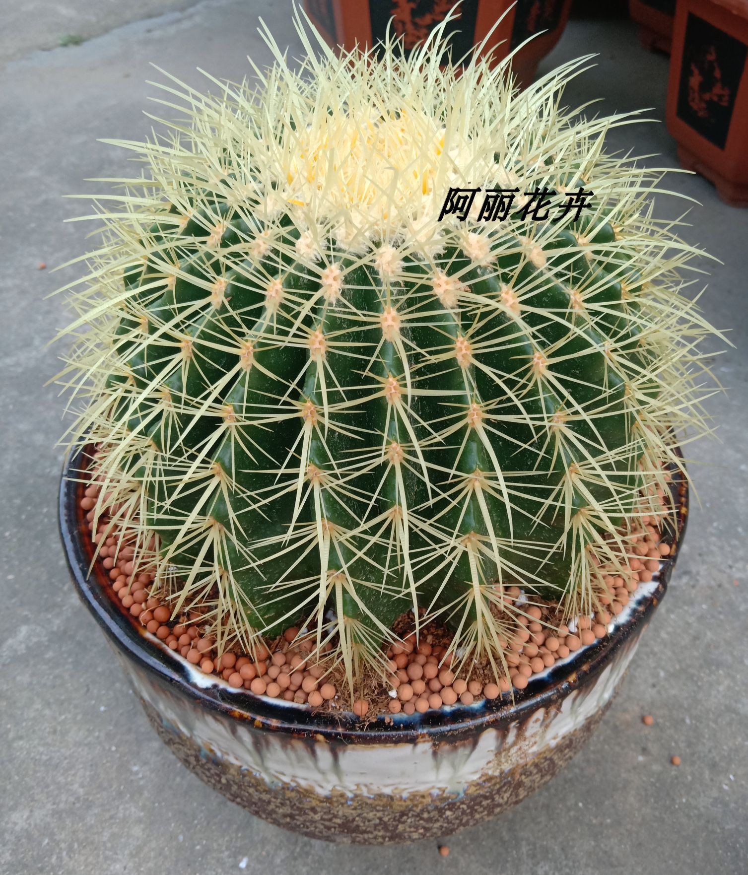 超大实生金虎仙人球多肉植物办公室内电脑防辐射盆栽含盆带土栽好