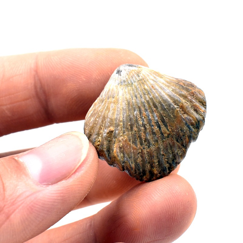 化石标本腕足贝壳化石小嘴贝古生物化石标本地质科普教学标本