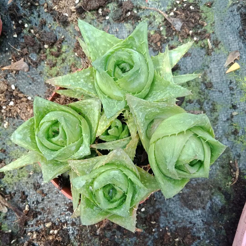 1132广州批发 绿植盆栽 盆栽花卉 多肉多浆植物 玫瑰芦荟110