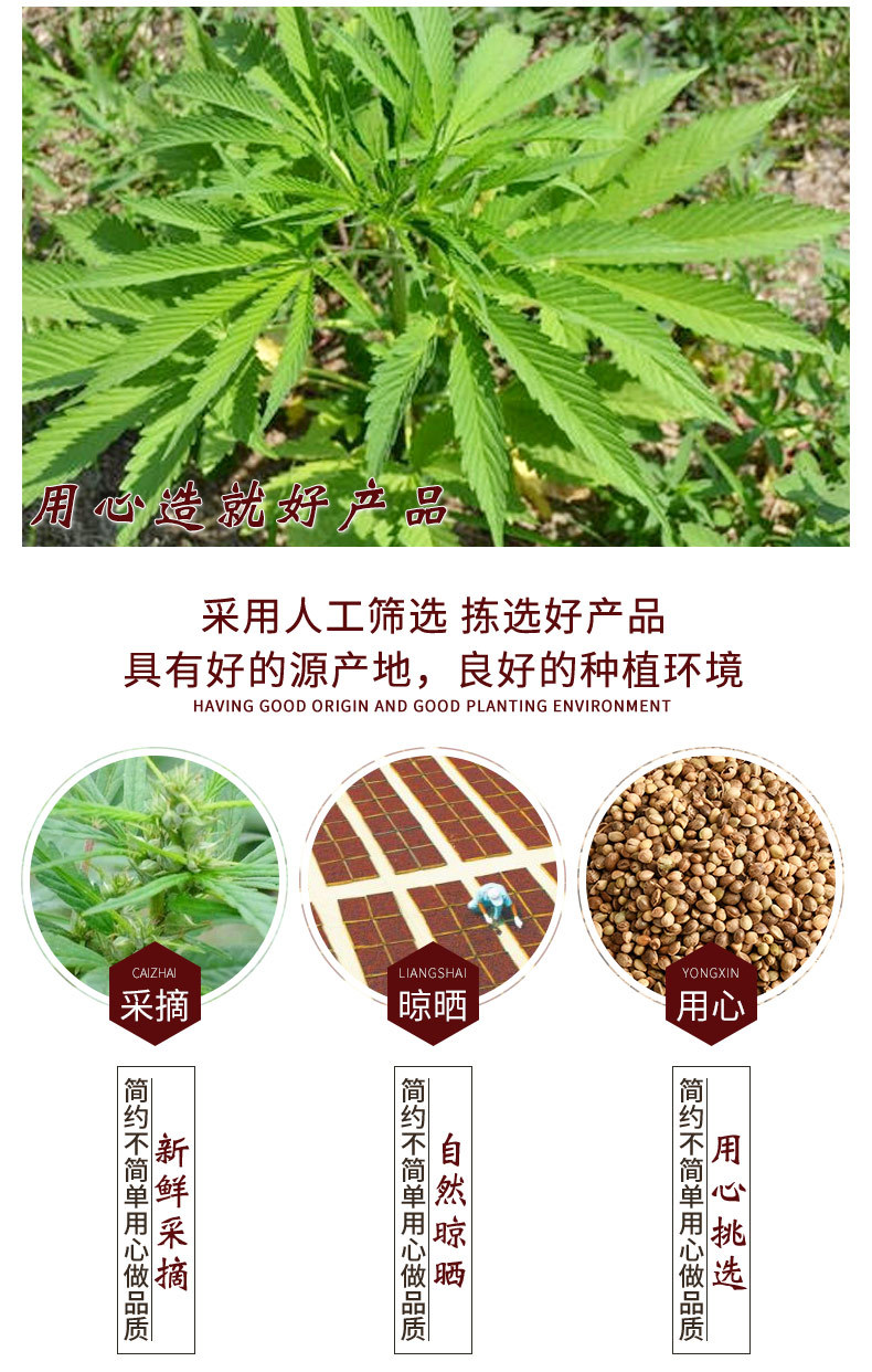 中药材批发火麻子 散装纯净粒大火麻籽 营养大麻 野麻 火麻仁