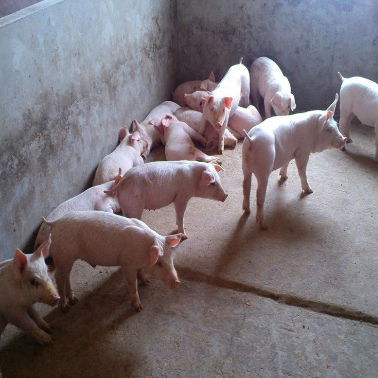 长白猪幼崽价格太湖猪杜洛克种猪批发自养藏香猪崽出售
