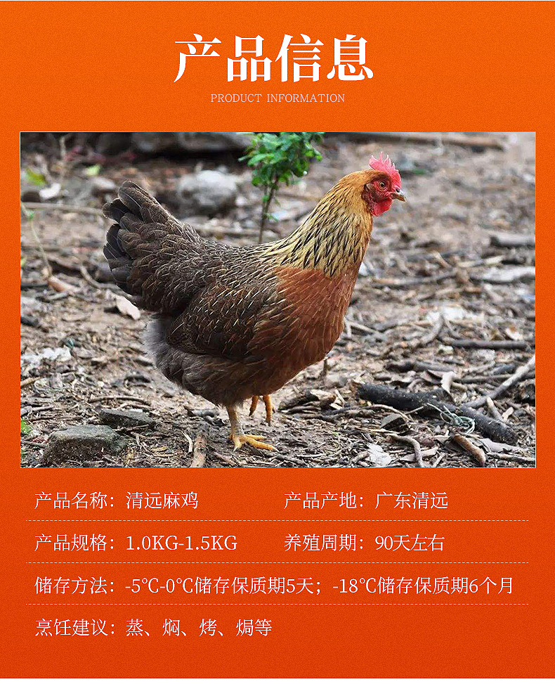 常年供应养殖100天清远麻鸡开膛净重2-4斤鸡肉适宜蒸白切盐焗鸡