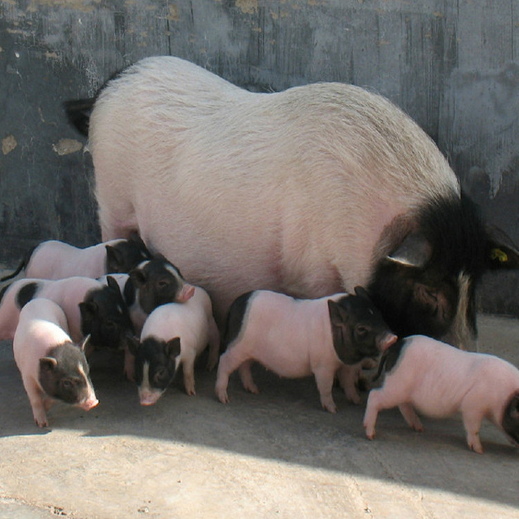 改良巴马香猪养殖 藏香猪繁育基地 四川小香猪幼崽格
