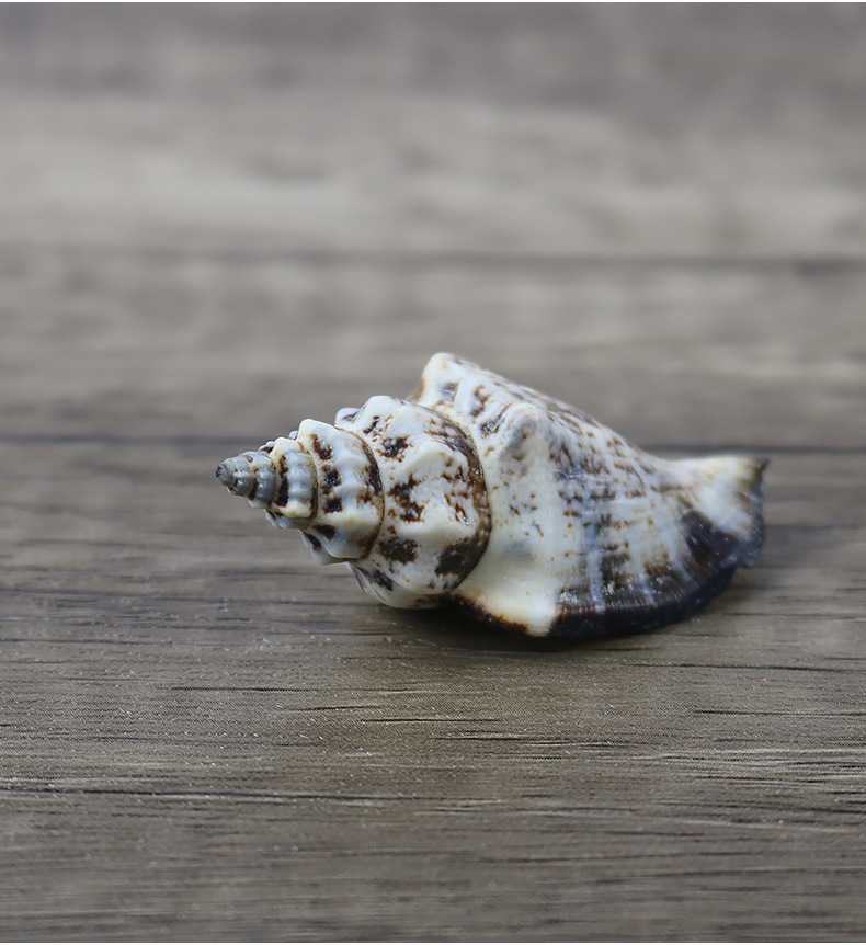 厂家直批天然海螺贝壳黑口螺鱼缸材料工艺装饰品大量批发一斤装