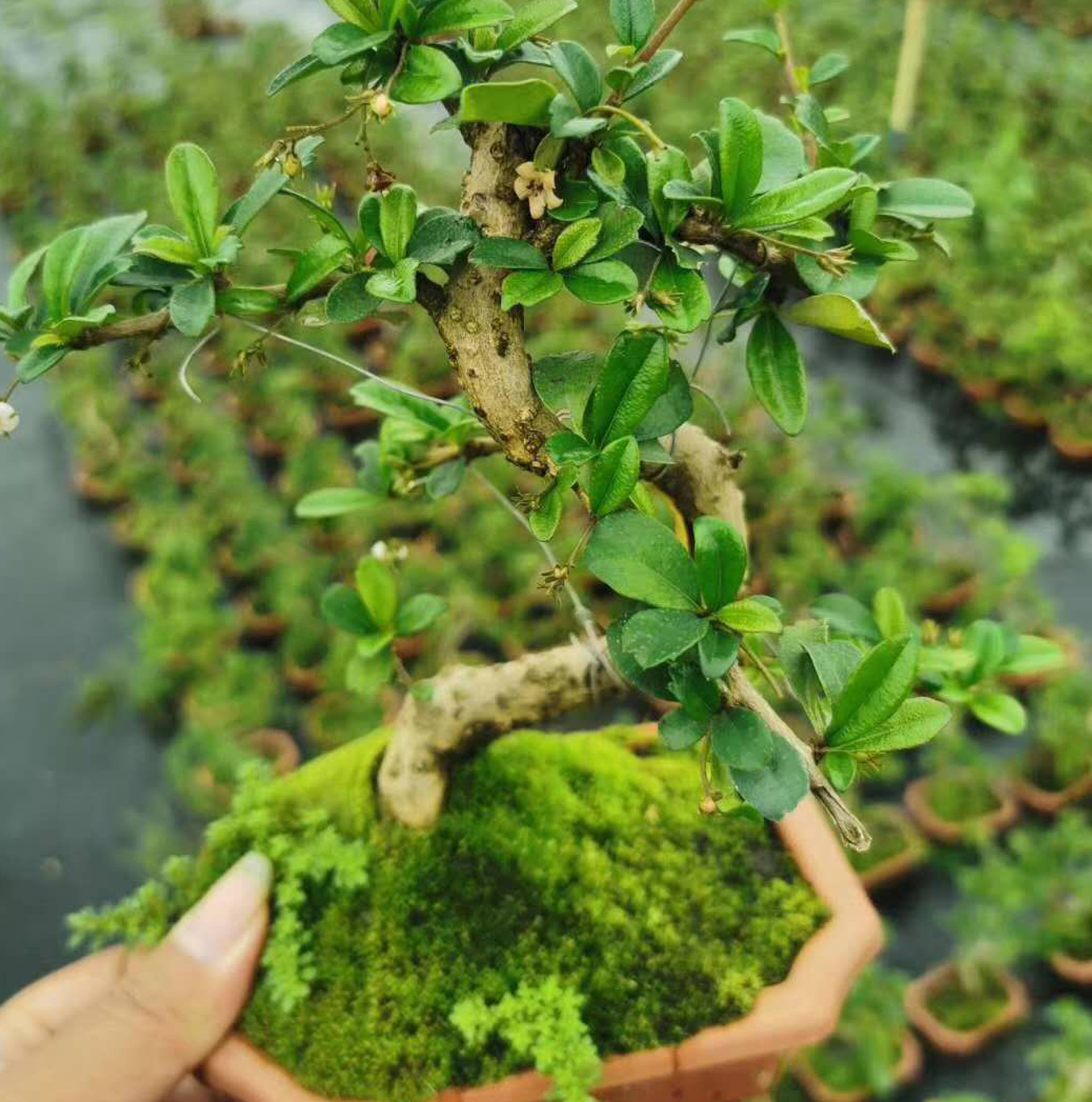 【基地直供】造景盆景室内外花卉植物盆栽绿植15公分造型福建茶