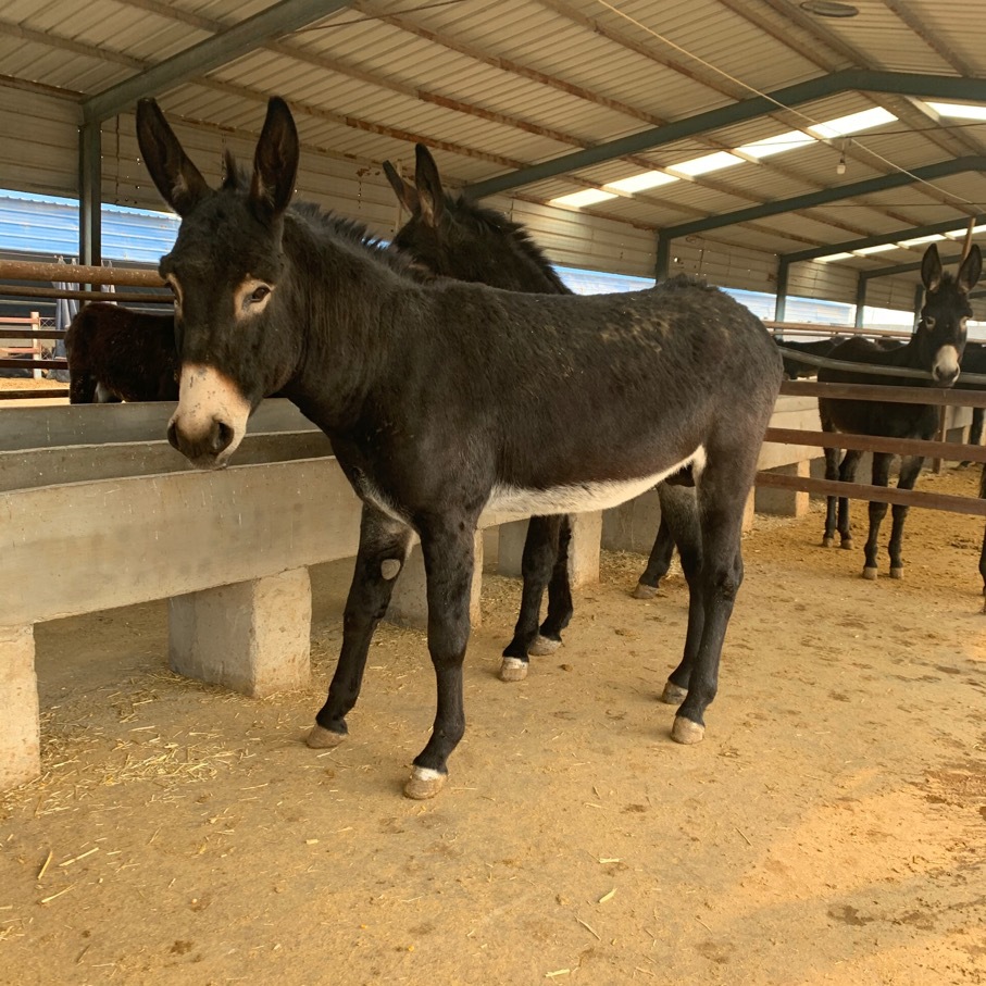 山东肉驴养殖基地驴苗一头价格德州驴涨势快小毛驴出售