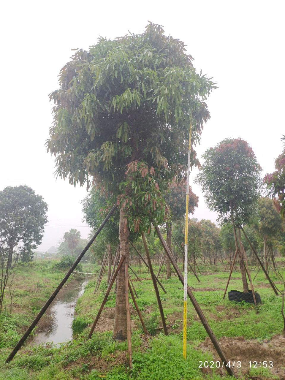 204基地供应 扁桃树 20-24cm 移栽苗 公路绿化常绿乔木 行道树