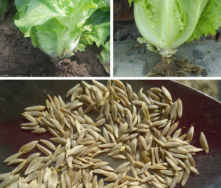 全年耐抽苔生菜种子 农田菜园可盆栽耐寒意大利生菜蔬菜籽