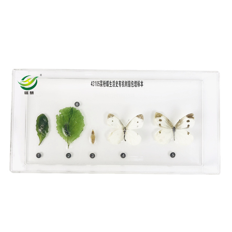 菜粉蝶生活史(新型)包埋标本 中小学生物教学用品包埋标本