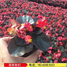 四季海棠花苗批发 基地时令草花品种齐全 四季秋海棠花坛广场组摆