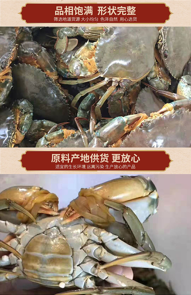 青蟹燕母蟹包活送到家 死蟹包退 饭店螃蟹处女蟹螃蟹定制批发