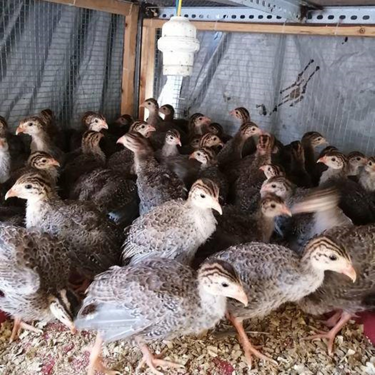 出壳的珍珠鸡苗活体批发销售珍珠鸡市场价格珍珠鸡贵妃鸡价格