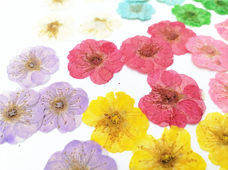 梅花压花干花香薰蜡烛腊梅 diy押花永生花真花花瓣妆贴脸花材料