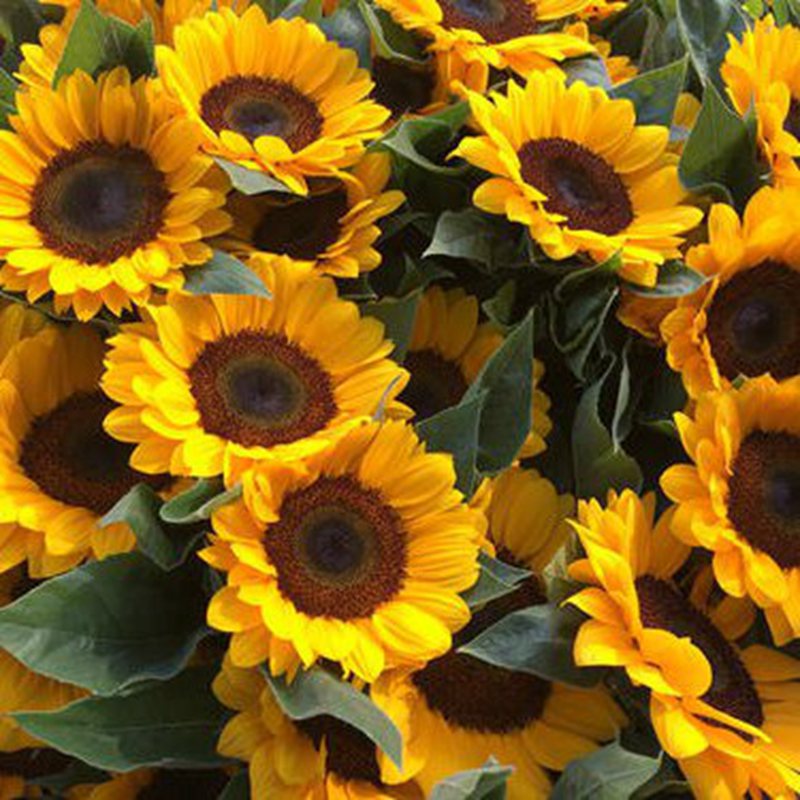 向日葵(学名:helianthus annuusl.):是菊科,向日葵属的植物.