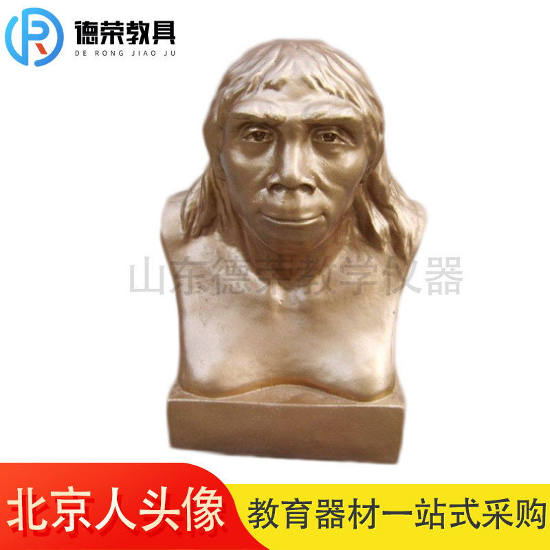 北京人复原头像模型 历史教室器材 教学仪器