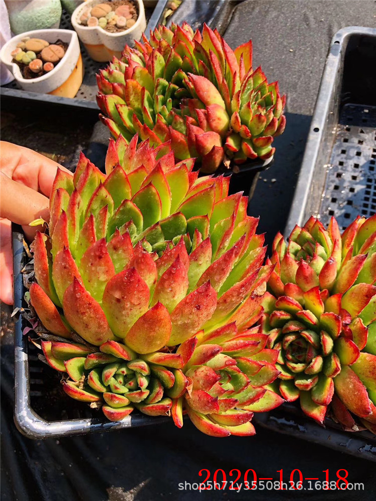 868云南多肉植物批发 雪鹰群生 姬明镜群多肉品种 金黄色状态